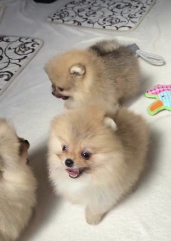 Pomeranian Zwergspitz Welpe