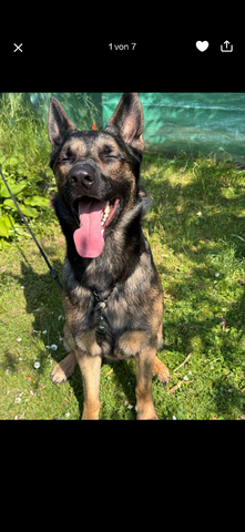 Schäferhund / Malinois