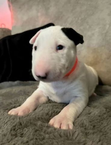 Mini Bullterrier Welpen aus Familienzucht