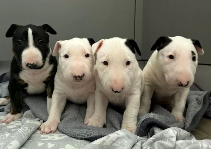 Mini Bullterrier Welpen aus Familienzucht