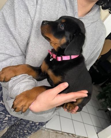 Wunderschöne Rottweilerhündin.