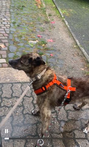 Kastriert Rüde 8 Jahre alt