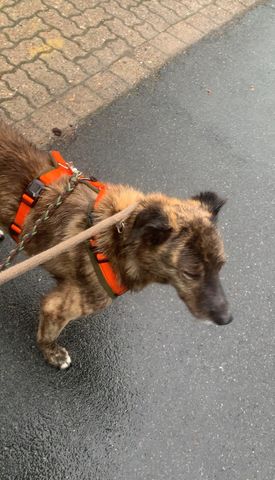 Kastriert Rüde 8 Jahre alt