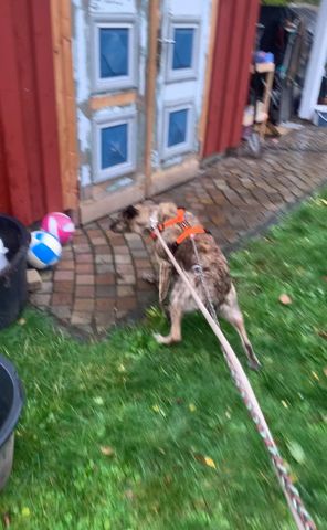 Kastriert Rüde 8 Jahre alt