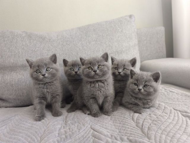 British Kurzhaar Katzenbabys