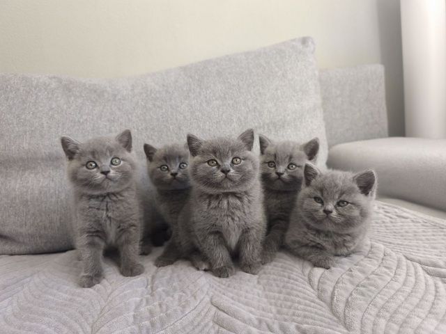 British Kurzhaar Katzenbabys