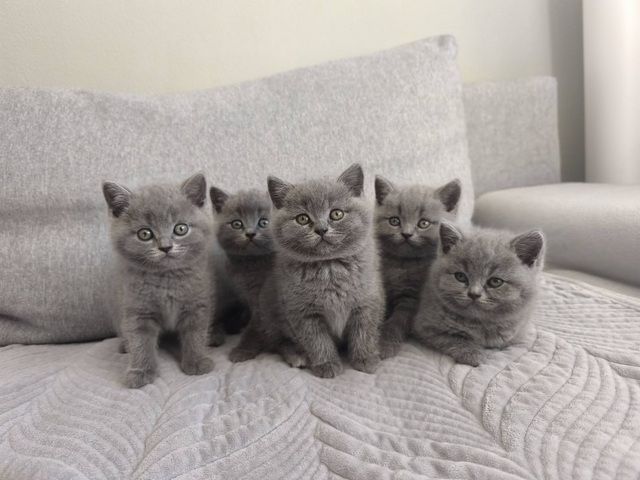 British Kurzhaar Katzenbabys