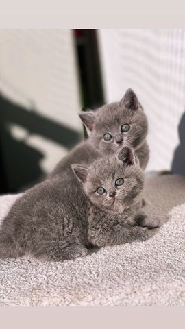 British Kurzhaar Katzenbabys