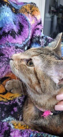 Hübsches junges Kätzchen