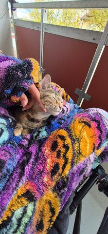 Hübsches junges Kätzchen