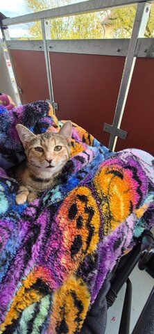 Hübsches junges Kätzchen