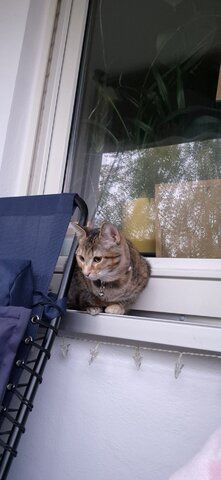 Hübsches junges Kätzchen