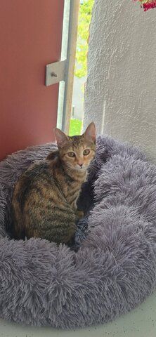 Hübsches junges Kätzchen