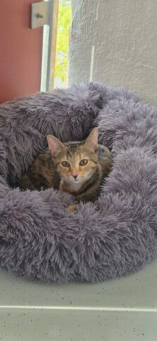 Hübsches junges Kätzchen