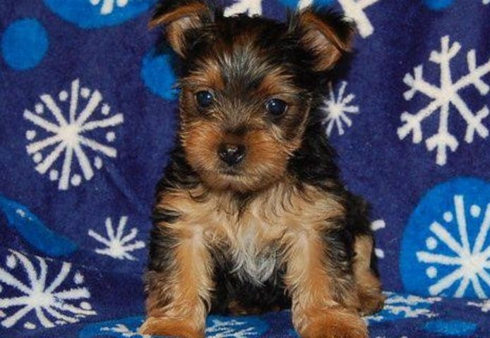 Yorkshire Terrier Welpen abzugeben – 2 Monate alt