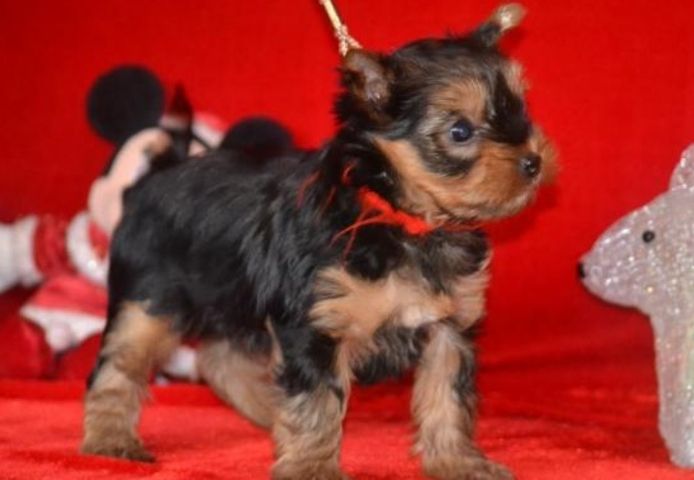 Yorkshire Terrier Welpen abzugeben – 2 Monate alt