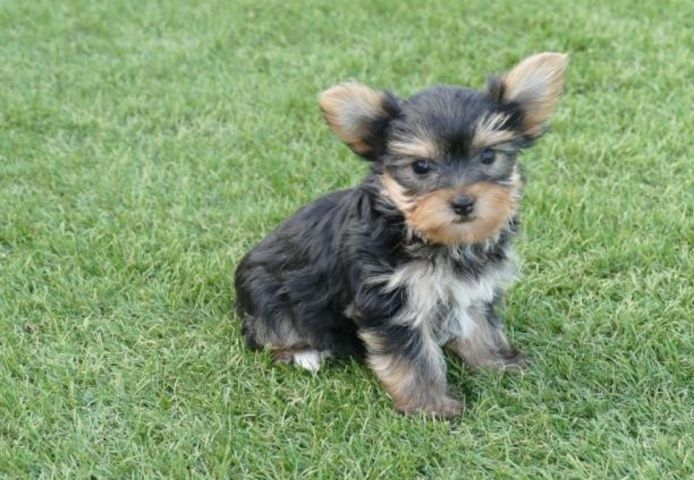 Yorkshire Terrier Welpen abzugeben – 2 Monate alt