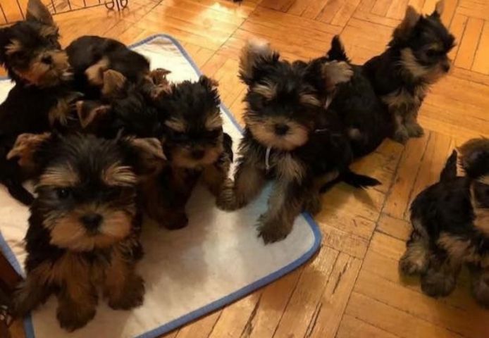 Yorkshire Terrier Welpen abzugeben – 2 Monate alt