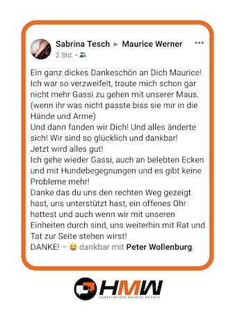 Professionelles Hundetraining – Persönlich oder auch via Video