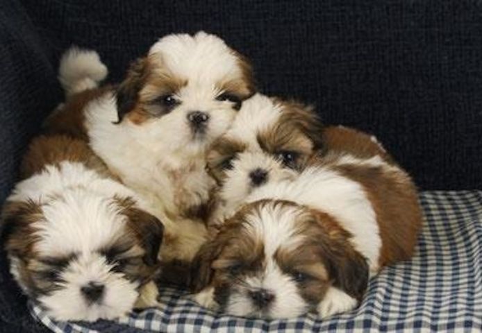 Wunderschöne Shih-Tzu-Welpen