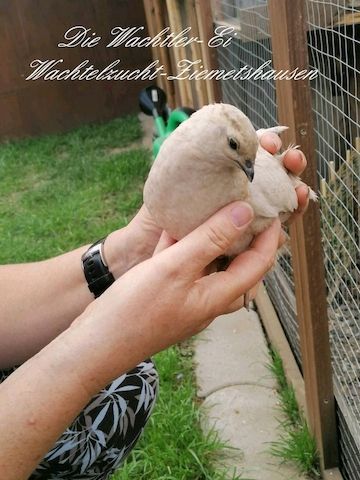 Legereife Wachteln abzugeben