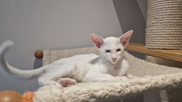 Siamesen, Balinesen, Orientalen