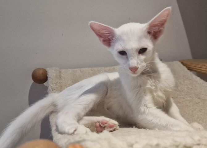 Siamesen, Balinesen, Orientalen