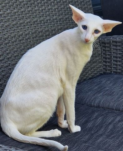 erwachsene Siam suchen Lebensplatz