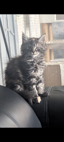 Maine coon kitten (fast 3 Monate)
