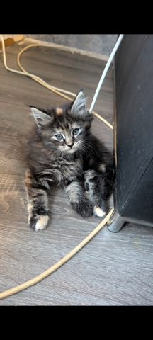 Maine coon kitten (fast 3 Monate)
