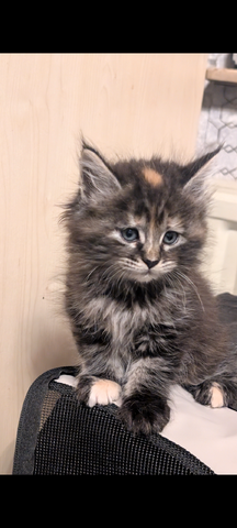 Maine coon kitten (fast 3 Monate)