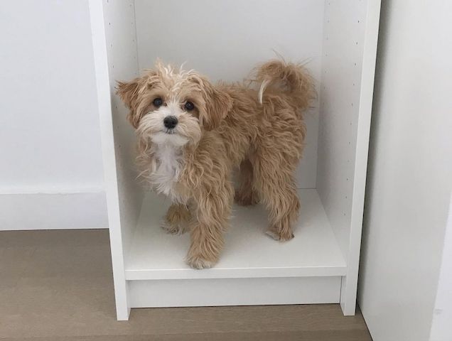 Einjährige Maltipoo-Hündin