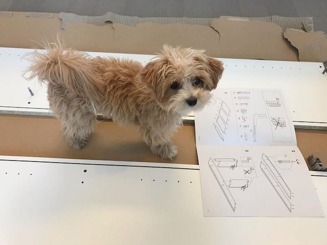 Einjährige Maltipoo-Hündin