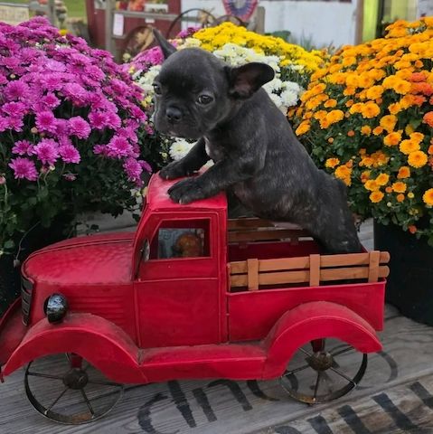 Entzückende französische Bulldoggenwelpen zu verkaufen