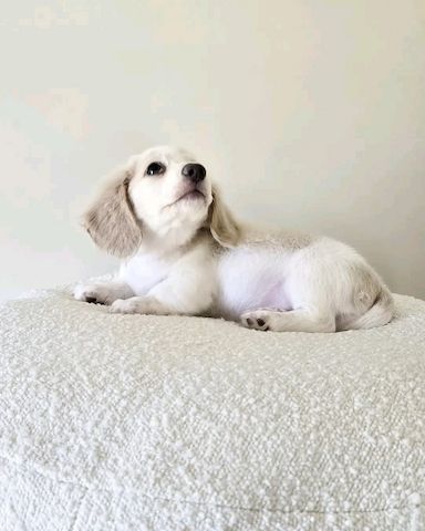 Niedlicher Dackel zur Adoption