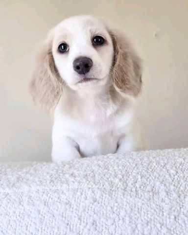 Niedlicher Dackel zur Adoption