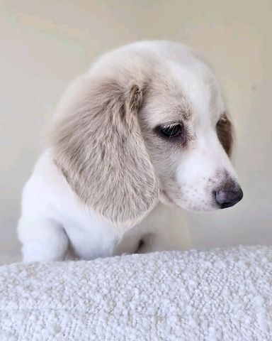 Niedlicher Dackel zur Adoption