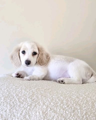 Niedlicher Dackel zur Adoption