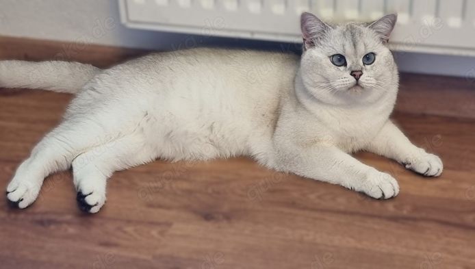 Deckkater Stammbaum blauen Augen BKH Farbe seal-silver-shaded-point ns 11-33