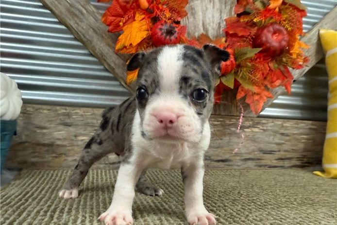 Bonnie ist ein wunderschöner Boston Terrier