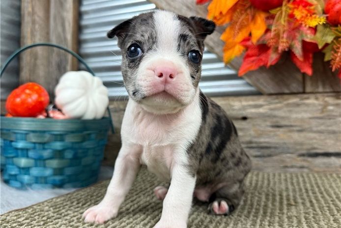 Bonnie ist ein wunderschöner Boston Terrier