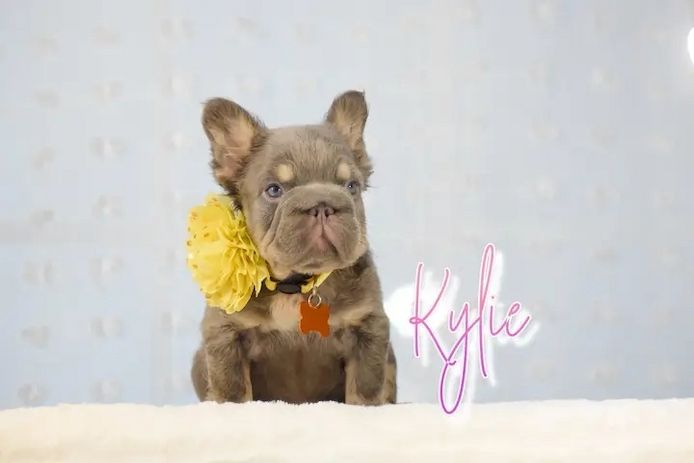 Flauschige französische Bulldoggenwelpen (Kendall und Kylie)