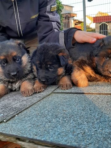 DSH-Welpen mit Papieren