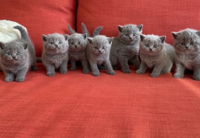 Britisch Kurzhaar (Rüden und Hündinnen)