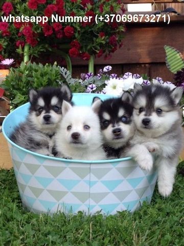 Pomsky Welpen mit Papieren 