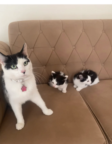 Türkisches Angora sucht ein Zuhause für immer.