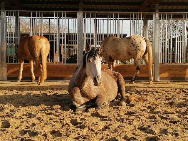 Futterraufe & Heuraufe - Pferderaufe, Fressgitter & Offenstall