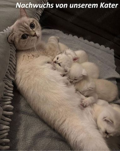 Deckkater Stammbaum blauen Augen BKH Farbe seal-silver-shaded-point ns 11-33