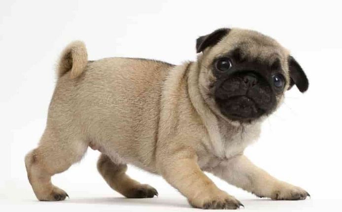 Wunderschöne Mops welpen