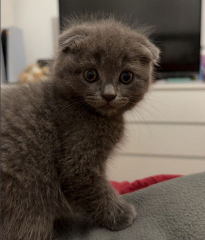 BKH / SCOTTISH FOLD MIX